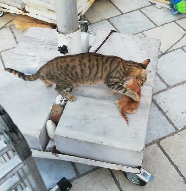 Bodrum'da itfaiyenin kurtardığı yavru kedi annesine kavuştu