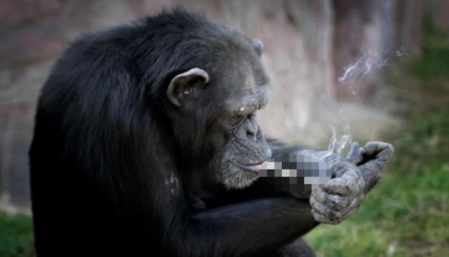 Günde 40 paket sigara içen şempanze Açelya'nın kahreden hikayesi